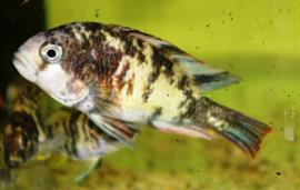 Paralabidochromis Chromogynos victoriameer